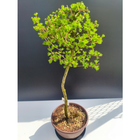 Żywe Drzewko Bonsai Modrzew Europejski Larix Decidua Prezent 11-letni 109