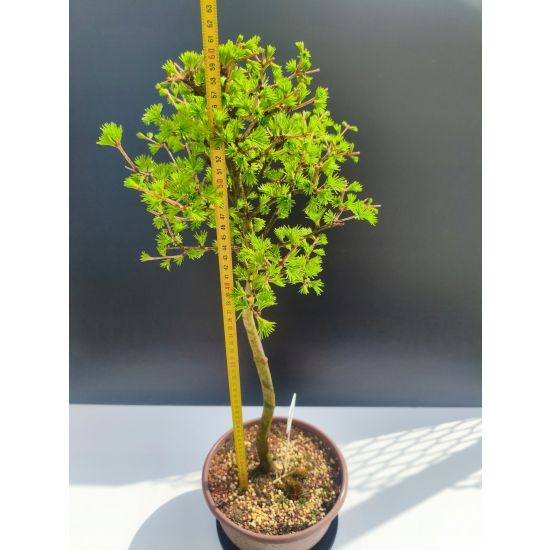 Żywe Drzewko Bonsai Modrzew Europejski Larix Decidua Prezent 11-letni 109