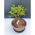 Żywe Drzewko Bonsai Modrzew Europejski Larix Decidua Prezent 11-letni 107