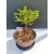 Żywe Drzewko Bonsai Modrzew Europejski Larix Decidua Prezent 11-letni 107