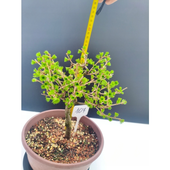 Żywe Drzewko Bonsai Modrzew Europejski Larix Decidua Prezent 11-letni 107