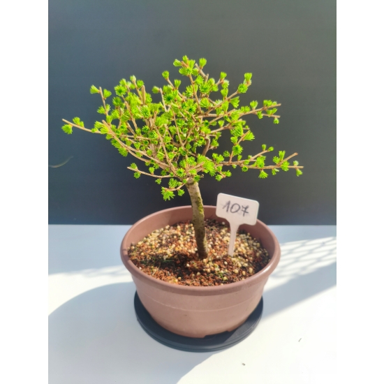 Żywe Drzewko Bonsai Modrzew Europejski Larix Decidua Prezent 11-letni 107