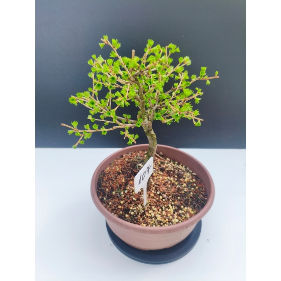 Żywe Drzewko Bonsai Modrzew Europejski Larix Decidua Prezent 11-letni 107