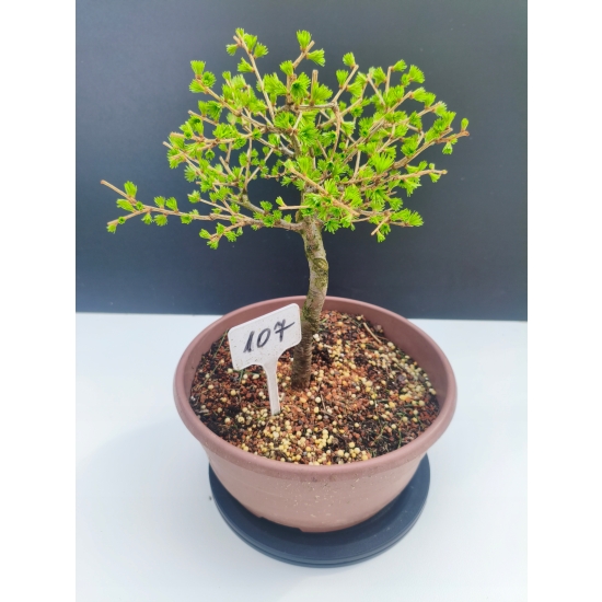 Żywe Drzewko Bonsai Modrzew Europejski Larix Decidua Prezent 11-letni 107