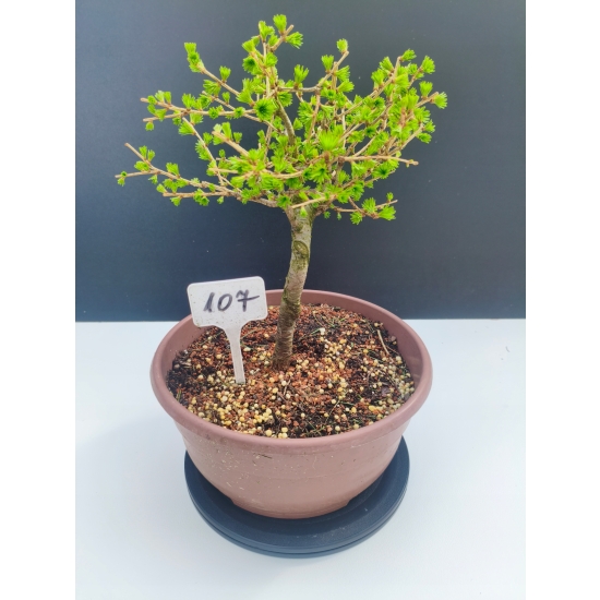 Żywe Drzewko Bonsai Modrzew Europejski Larix Decidua Prezent 11-letni 107