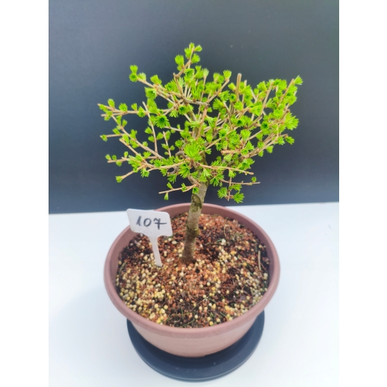Żywe Drzewko Bonsai Modrzew Europejski Larix Decidua Prezent 11-letni 107