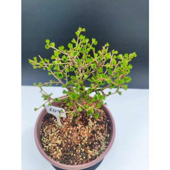 Żywe Drzewko Bonsai Modrzew Europejski Larix Decidua Prezent 11-letni 107