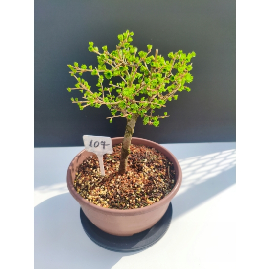 Żywe Drzewko Bonsai Modrzew Europejski Larix Decidua Prezent 11-letni 107