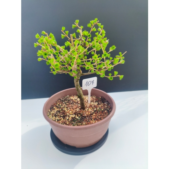 Żywe Drzewko Bonsai Modrzew Europejski Larix Decidua Prezent 11-letni 107