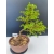 Żywe Drzewko Bonsai Modrzew Europejski Larix Decidua Prezent 11-letni 190