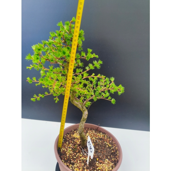Żywe Drzewko Bonsai Modrzew Europejski Larix Decidua Prezent 11-letni 190