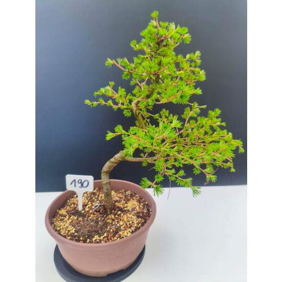 Żywe Drzewko Bonsai Modrzew Europejski Larix Decidua Prezent 11-letni 190