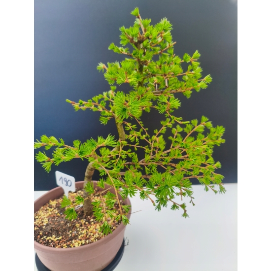 Żywe Drzewko Bonsai Modrzew Europejski Larix Decidua Prezent 11-letni 190