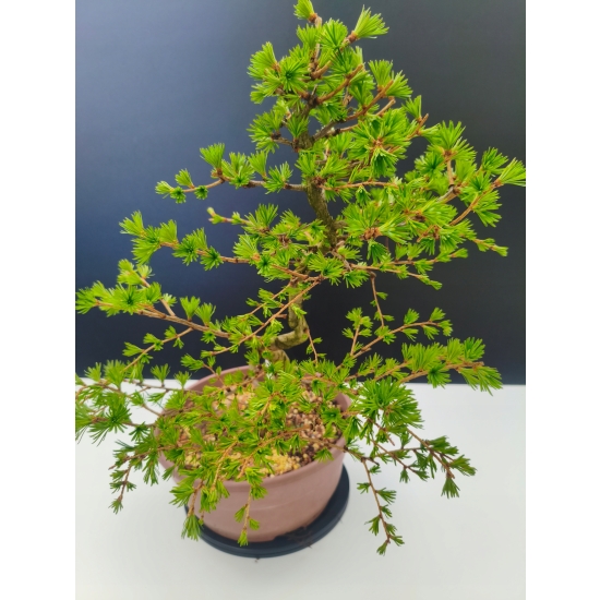 Żywe Drzewko Bonsai Modrzew Europejski Larix Decidua Prezent 11-letni 190