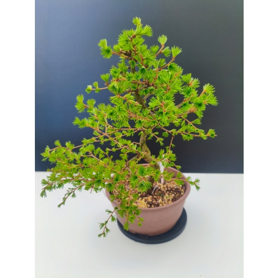 Żywe Drzewko Bonsai Modrzew Europejski Larix Decidua Prezent 11-letni 190