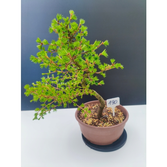 Żywe Drzewko Bonsai Modrzew Europejski Larix Decidua Prezent 11-letni 190
