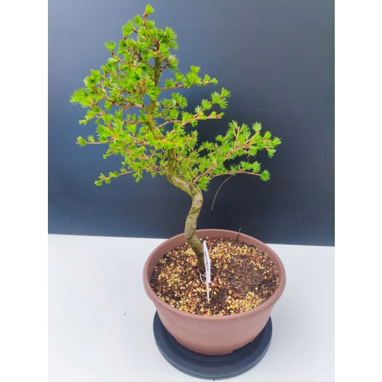 Żywe Drzewko Bonsai Modrzew Europejski Larix Decidua Prezent 11-letni 190