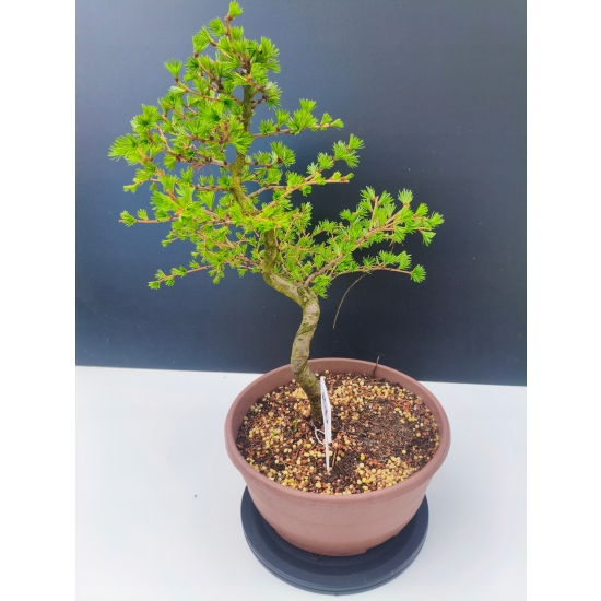 Żywe Drzewko Bonsai Modrzew Europejski Larix Decidua Prezent 11-letni 190