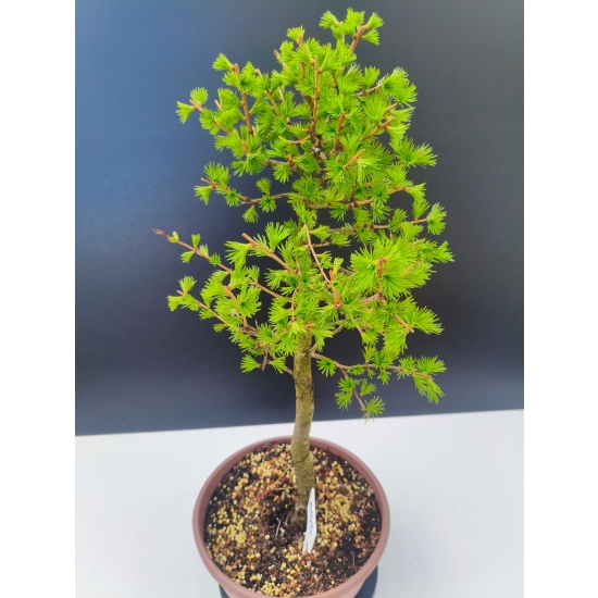 Żywe Drzewko Bonsai Modrzew Europejski Larix Decidua Prezent 11-letni 193