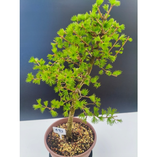 Żywe Drzewko Bonsai Modrzew Europejski Larix Decidua Prezent 11-letni 193