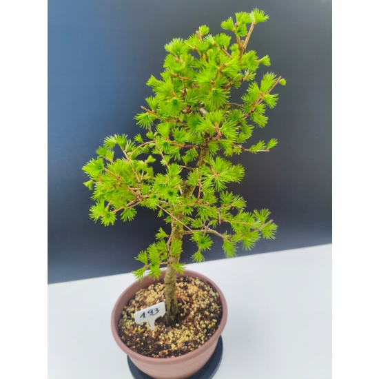 Żywe Drzewko Bonsai Modrzew Europejski Larix Decidua Prezent 11-letni 193