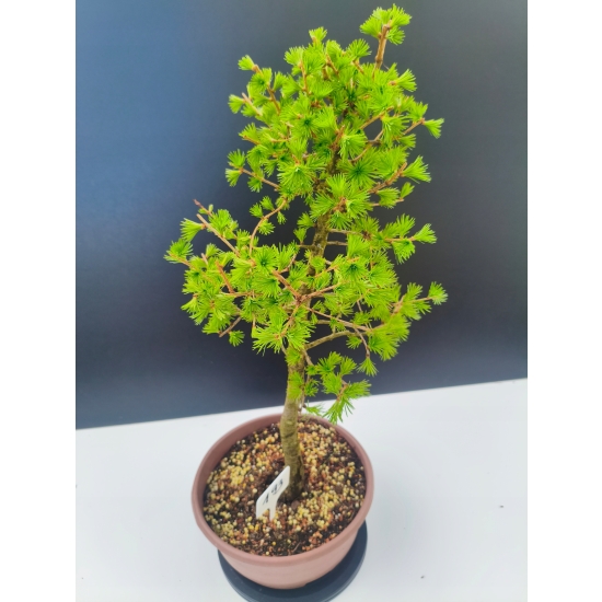 Żywe Drzewko Bonsai Modrzew Europejski Larix Decidua Prezent 11-letni 193