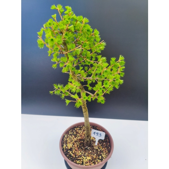 Żywe Drzewko Bonsai Modrzew Europejski Larix Decidua Prezent 11-letni 193