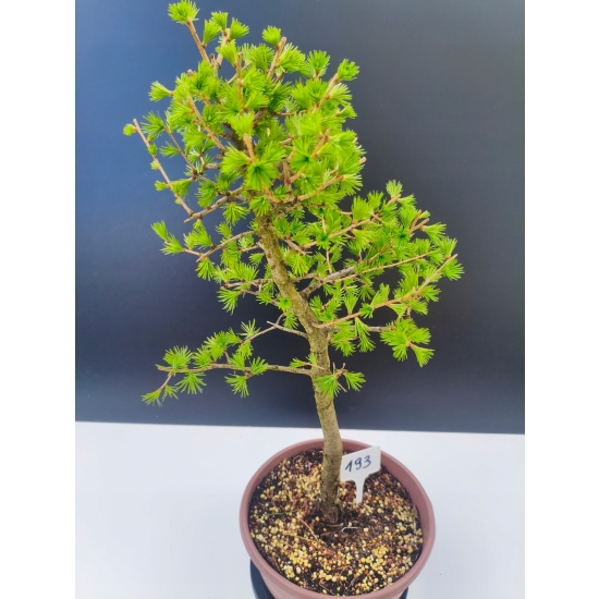 Żywe Drzewko Bonsai Modrzew Europejski Larix Decidua Prezent 11-letni 193