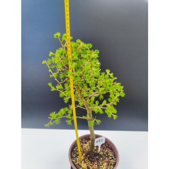 Żywe Drzewko Bonsai Modrzew Europejski Larix Decidua Prezent 11-letni 193