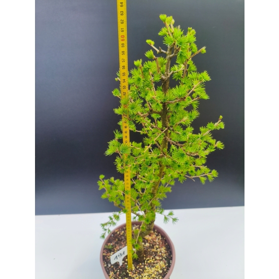 Żywe Drzewko Bonsai Modrzew Europejski Larix Decidua Prezent 11-letni 191