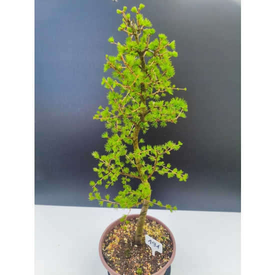 Żywe Drzewko Bonsai Modrzew Europejski Larix Decidua Prezent 11-letni 191