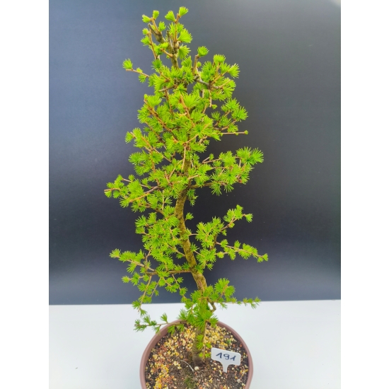 Żywe Drzewko Bonsai Modrzew Europejski Larix Decidua Prezent 11-letni 191