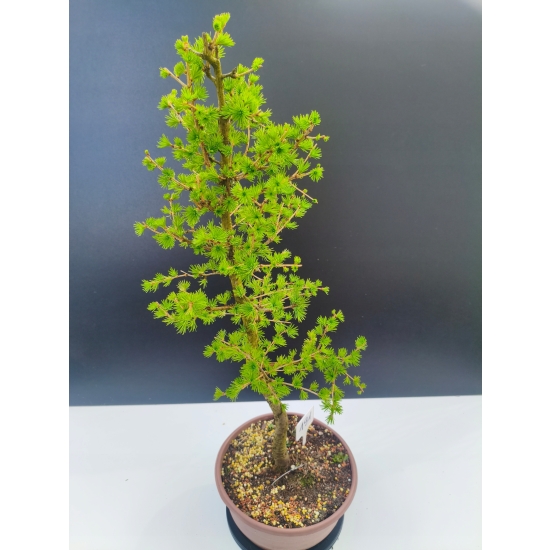 Żywe Drzewko Bonsai Modrzew Europejski Larix Decidua Prezent 11-letni 191