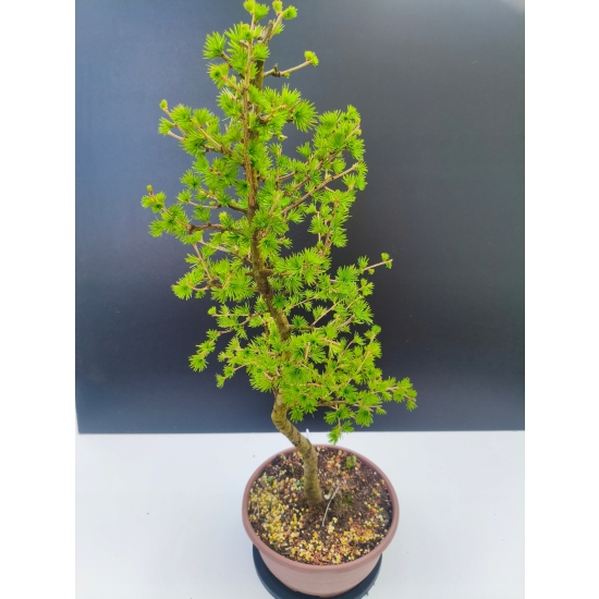 Żywe Drzewko Bonsai Modrzew Europejski Larix Decidua Prezent 11-letni 191