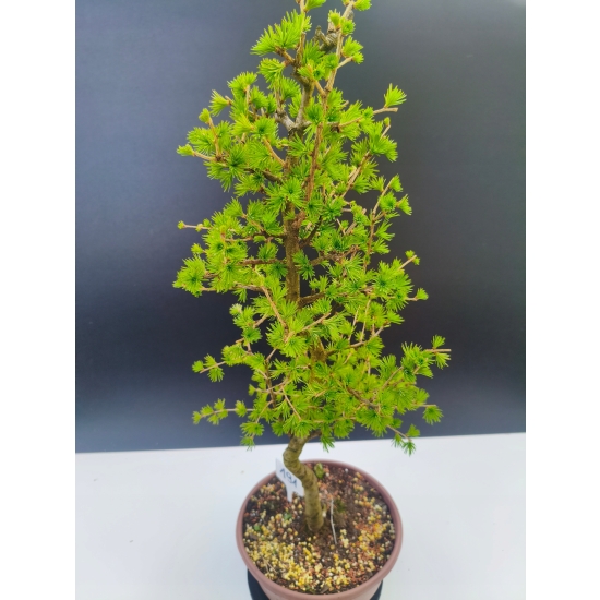 Żywe Drzewko Bonsai Modrzew Europejski Larix Decidua Prezent 11-letni 191