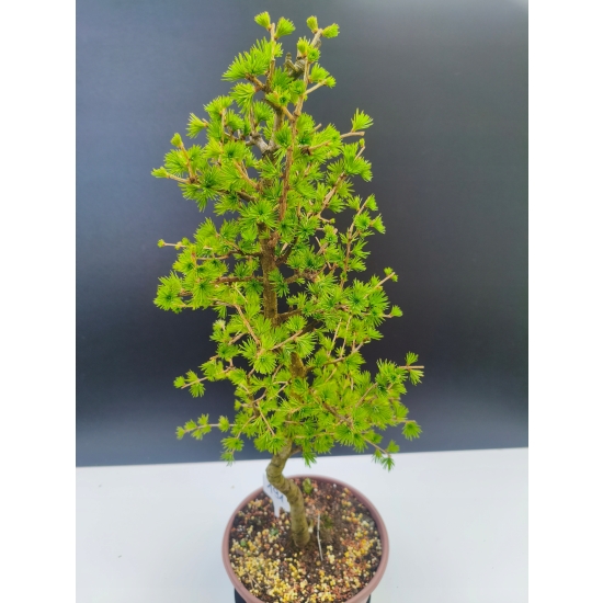 Żywe Drzewko Bonsai Modrzew Europejski Larix Decidua Prezent 11-letni 191