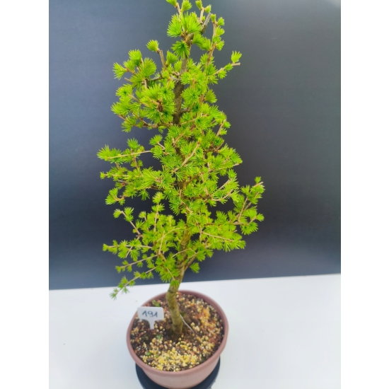Żywe Drzewko Bonsai Modrzew Europejski Larix Decidua Prezent 11-letni 191