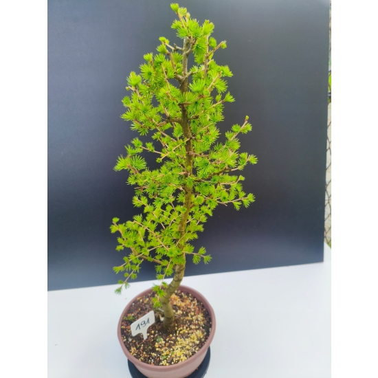 Żywe Drzewko Bonsai Modrzew Europejski Larix Decidua Prezent 11-letni 191