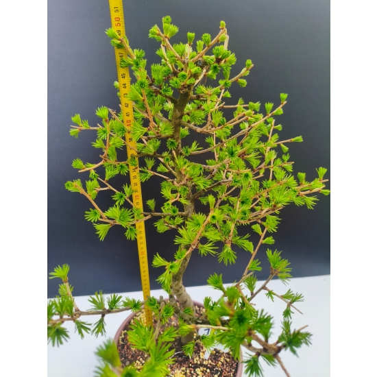 Żywe Drzewko Bonsai Modrzew Europejski Larix Decidua Prezent 11-letni 192