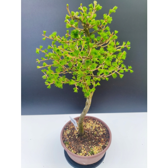 Żywe Drzewko Bonsai Modrzew Europejski Larix Decidua Prezent 11-letni 192