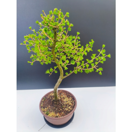 Żywe Drzewko Bonsai Modrzew Europejski Larix Decidua Prezent 11-letni 192