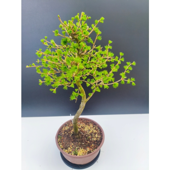 Żywe Drzewko Bonsai Modrzew Europejski Larix Decidua Prezent 11-letni 192