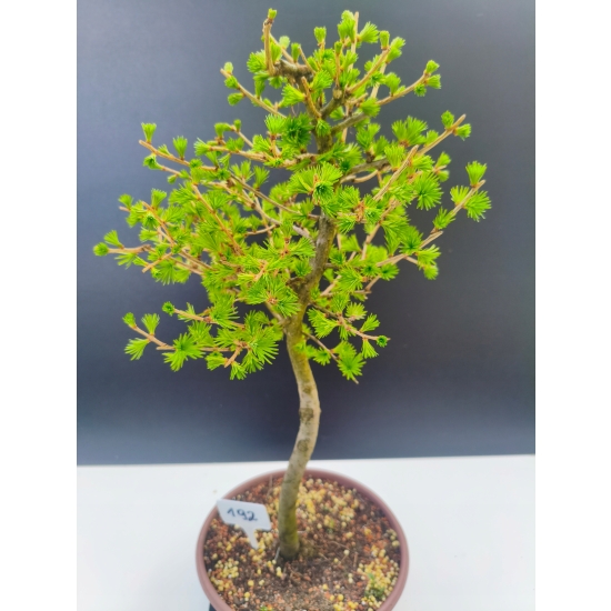 Żywe Drzewko Bonsai Modrzew Europejski Larix Decidua Prezent 11-letni 192