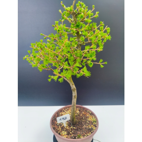 Żywe Drzewko Bonsai Modrzew Europejski Larix Decidua Prezent 11-letni 192