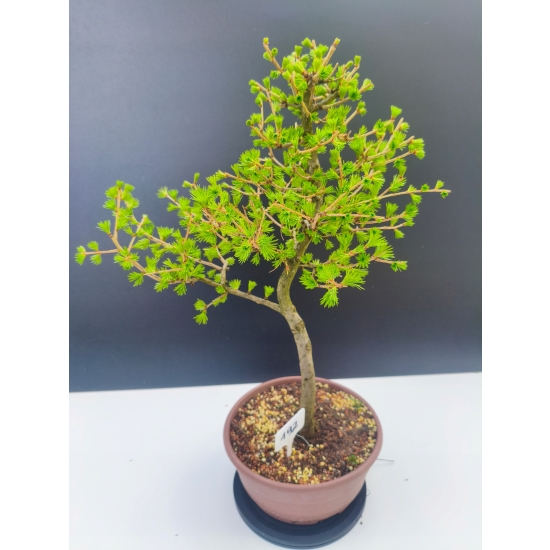 Żywe Drzewko Bonsai Modrzew Europejski Larix Decidua Prezent 11-letni 192