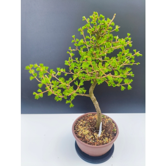 Żywe Drzewko Bonsai Modrzew Europejski Larix Decidua Prezent 11-letni 192