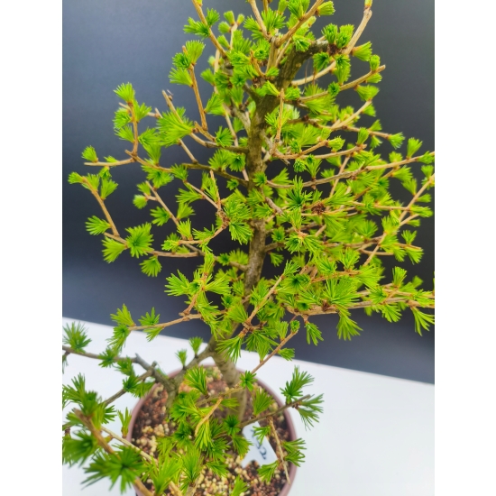 Żywe Drzewko Bonsai Modrzew Europejski Larix Decidua Prezent 11-letni 192