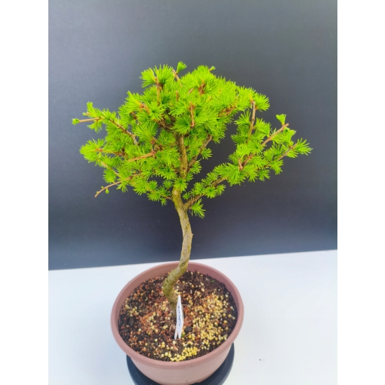 Żywe Drzewko Bonsai Modrzew Europejski Larix Decidua Prezent 11-letni 195