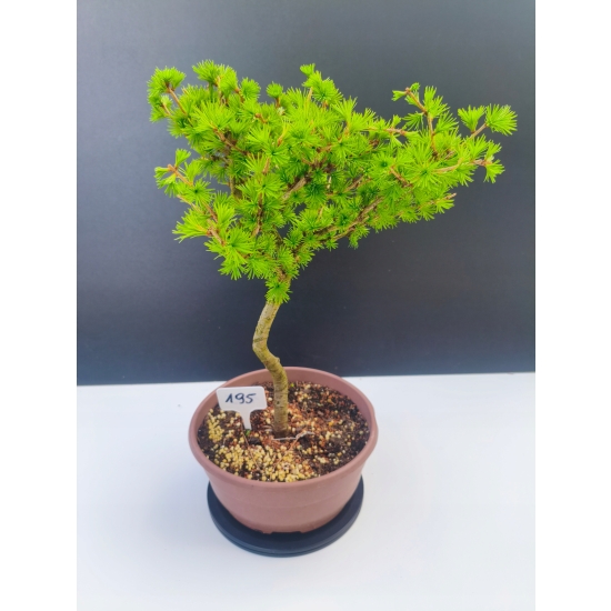 Żywe Drzewko Bonsai Modrzew Europejski Larix Decidua Prezent 11-letni 195