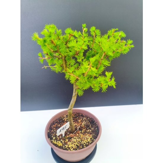 Żywe Drzewko Bonsai Modrzew Europejski Larix Decidua Prezent 11-letni 195
